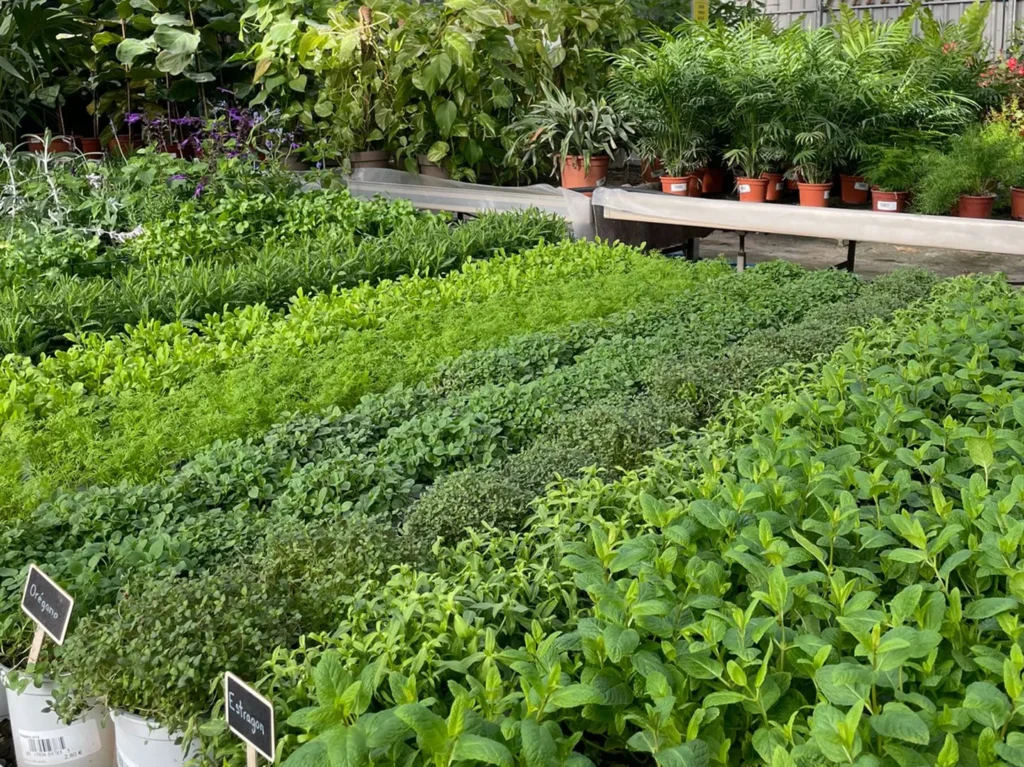 Servicios de mantenimiento de jardines en cádiz vivero de plantas en chiclana de la frontera 9