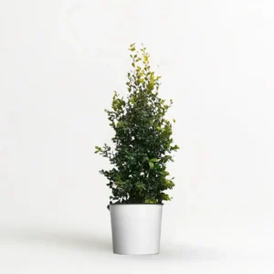 Eugenia Myrtifolia