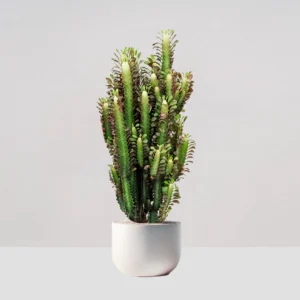 Euphorbia trigona