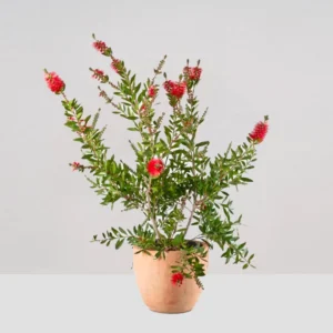 Callistemon