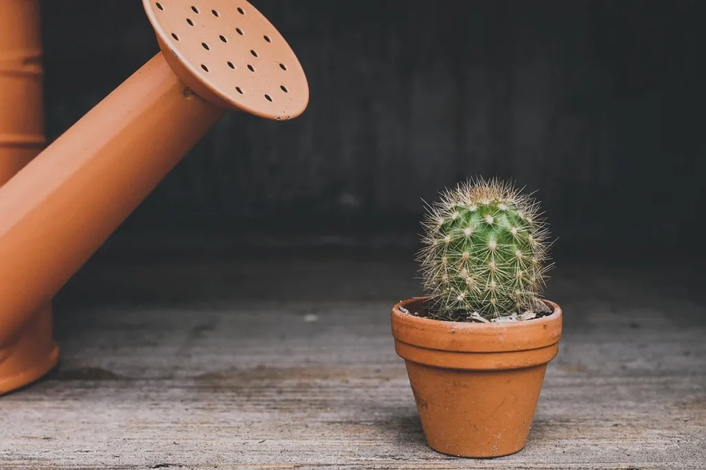 Tendências de decoração com plantas para varandas e pátios em Portugal
