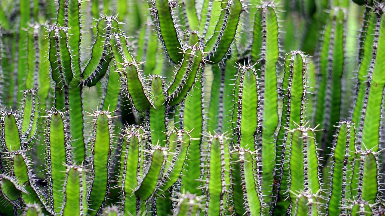 Como criar um jardim vertical Portugal, Losteflor