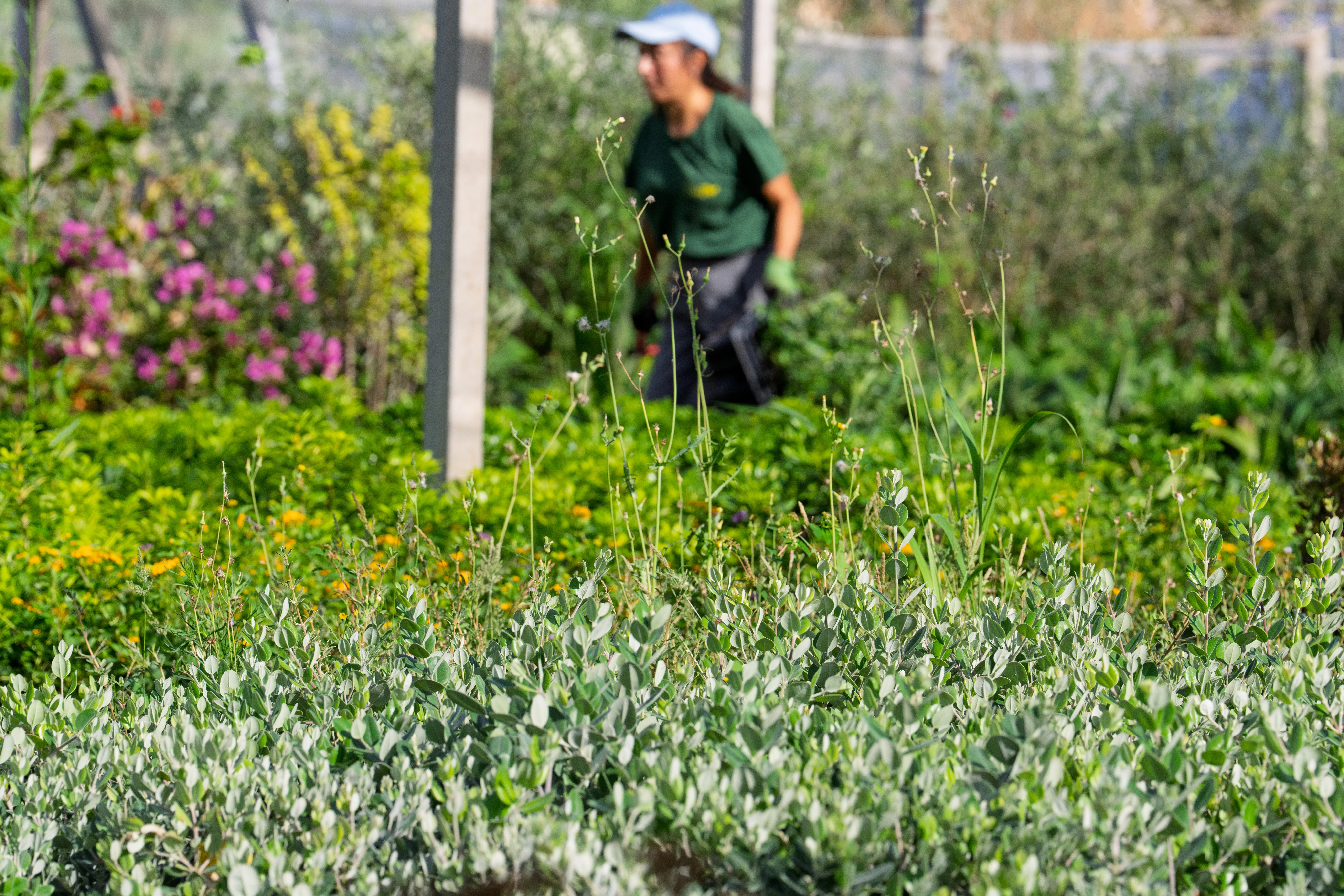 Ventajas de comprar plantas en un vivero local