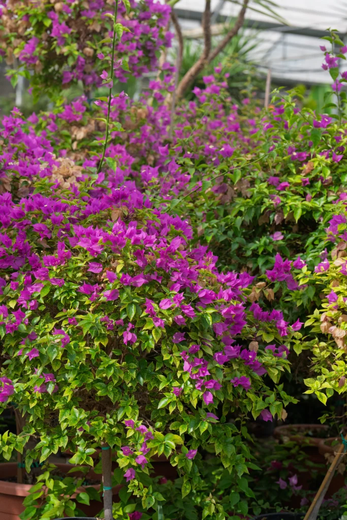 Vantagens de comprar plantas em viveiro local