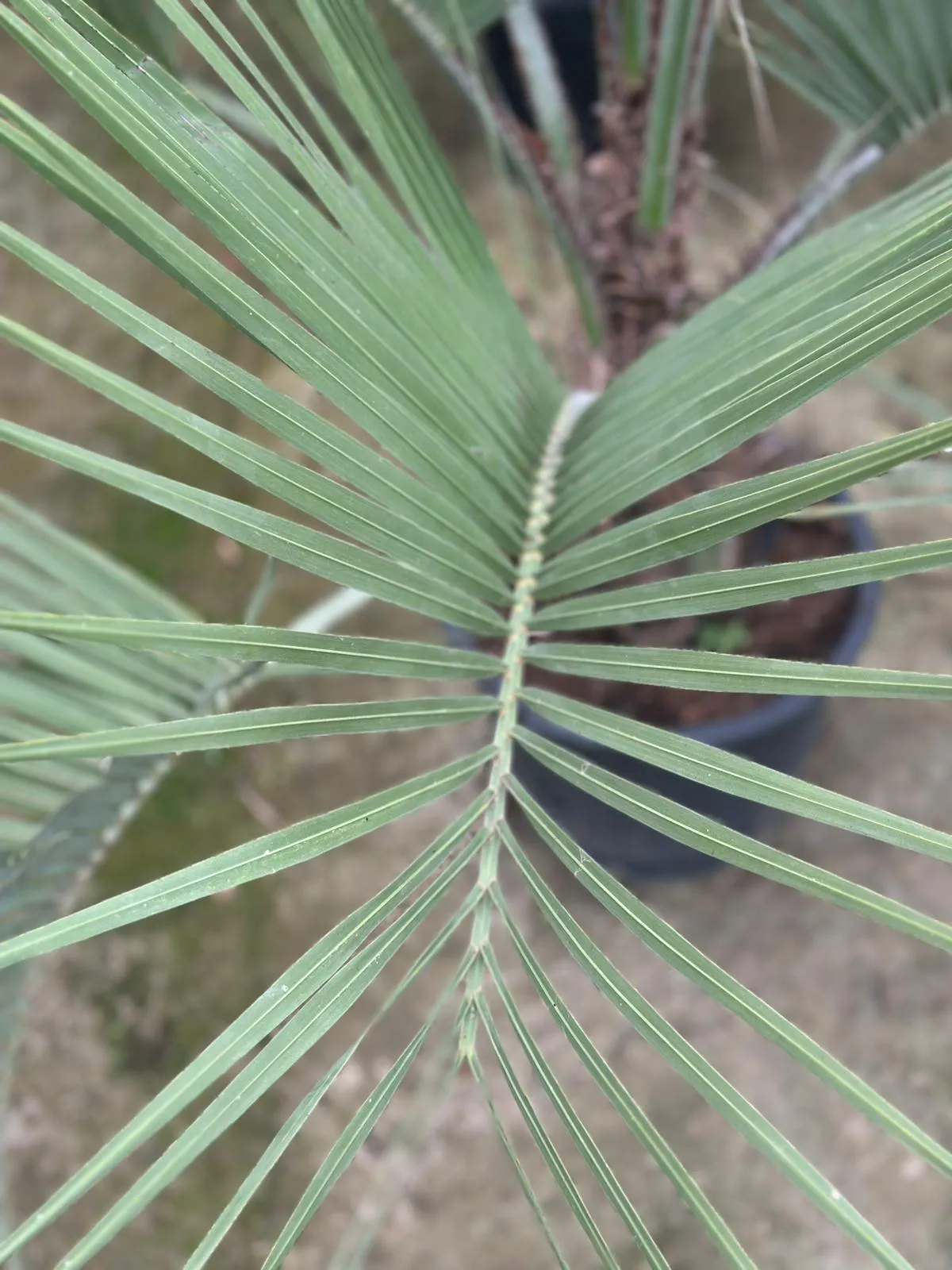 Butia capitata, palmeira productiva