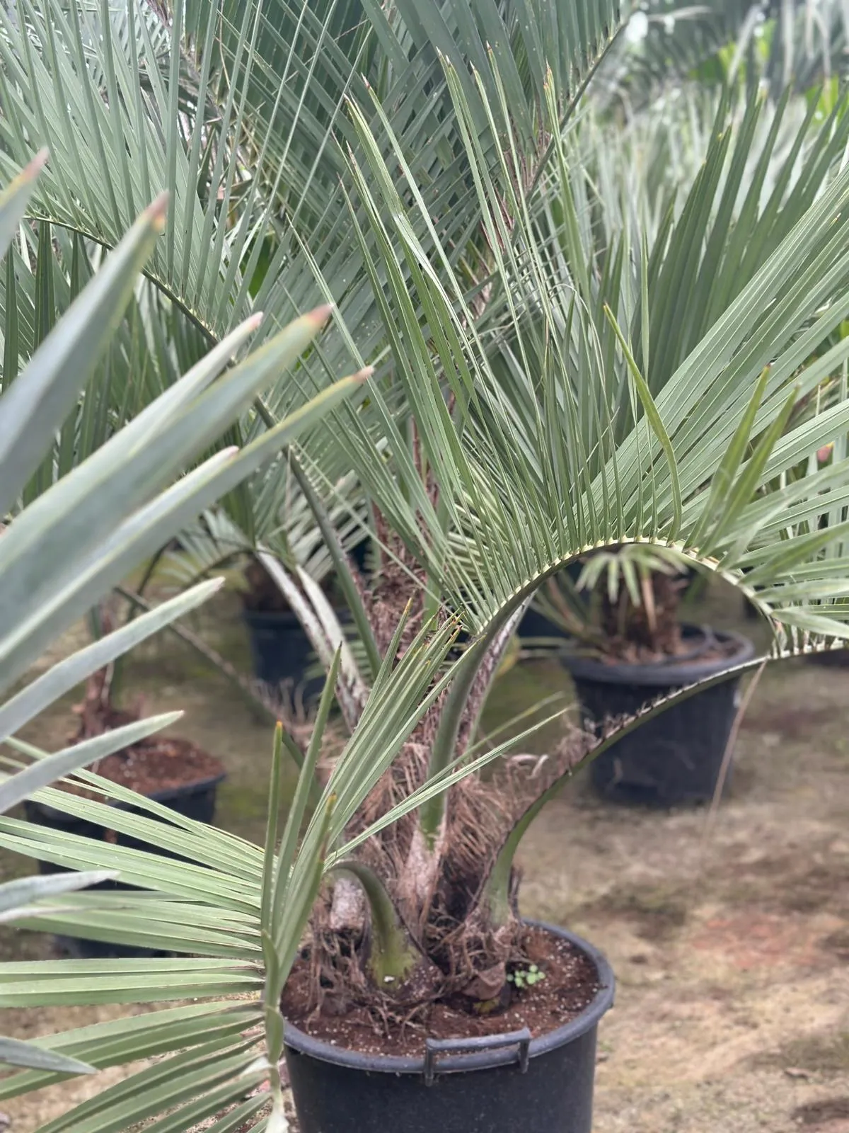 Butia capitata, palmeira productiva