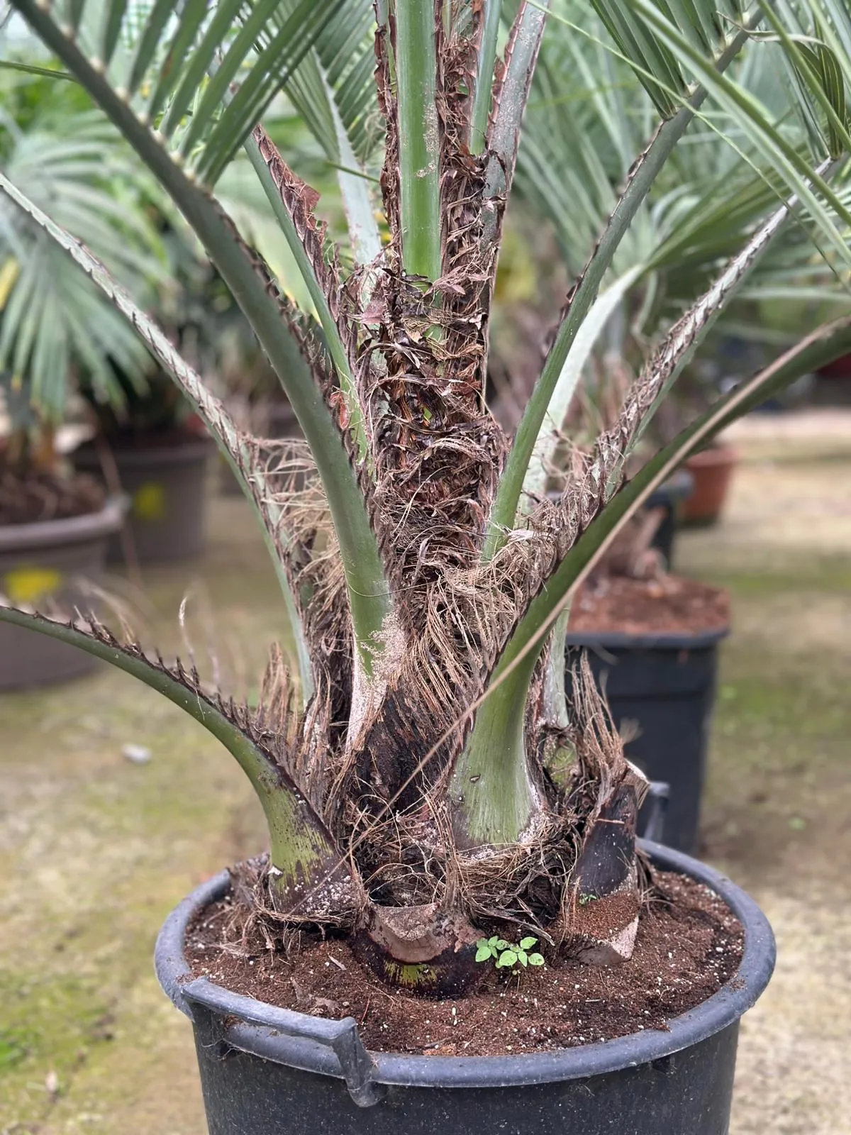Butia capitata, palmeira productiva