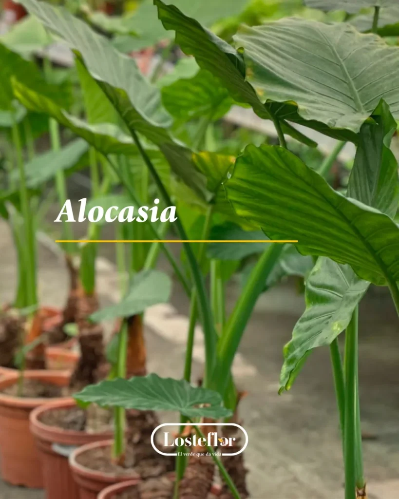 Alocasia, o ambiente tropical no outono para a sua casa