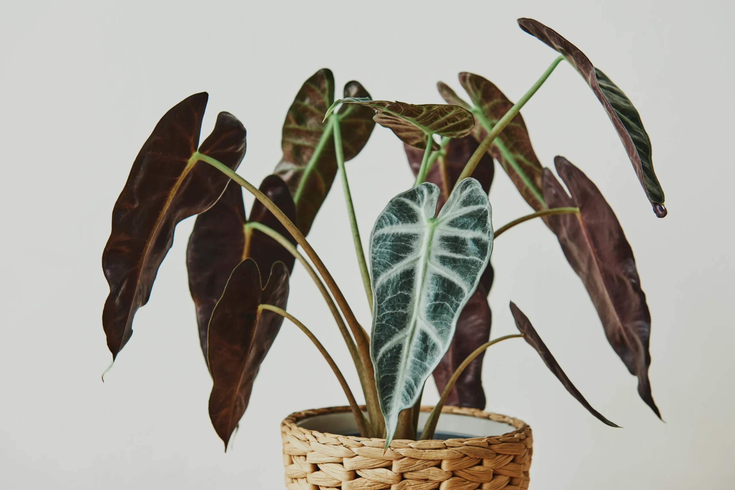 Alocasia, o ambiente tropical no outono para a sua casa
