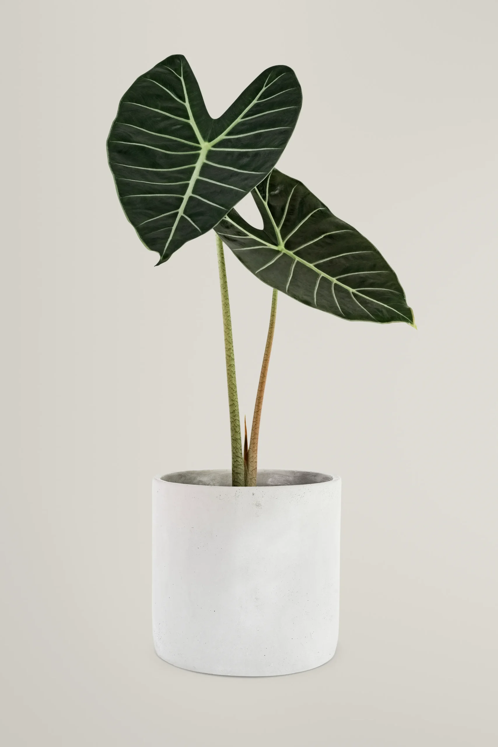 Alocasia, o ambiente tropical no outono para a sua casa
