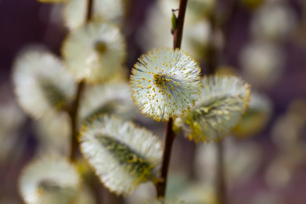 Amores-perfeitos e violas, flores que suportam o frio
