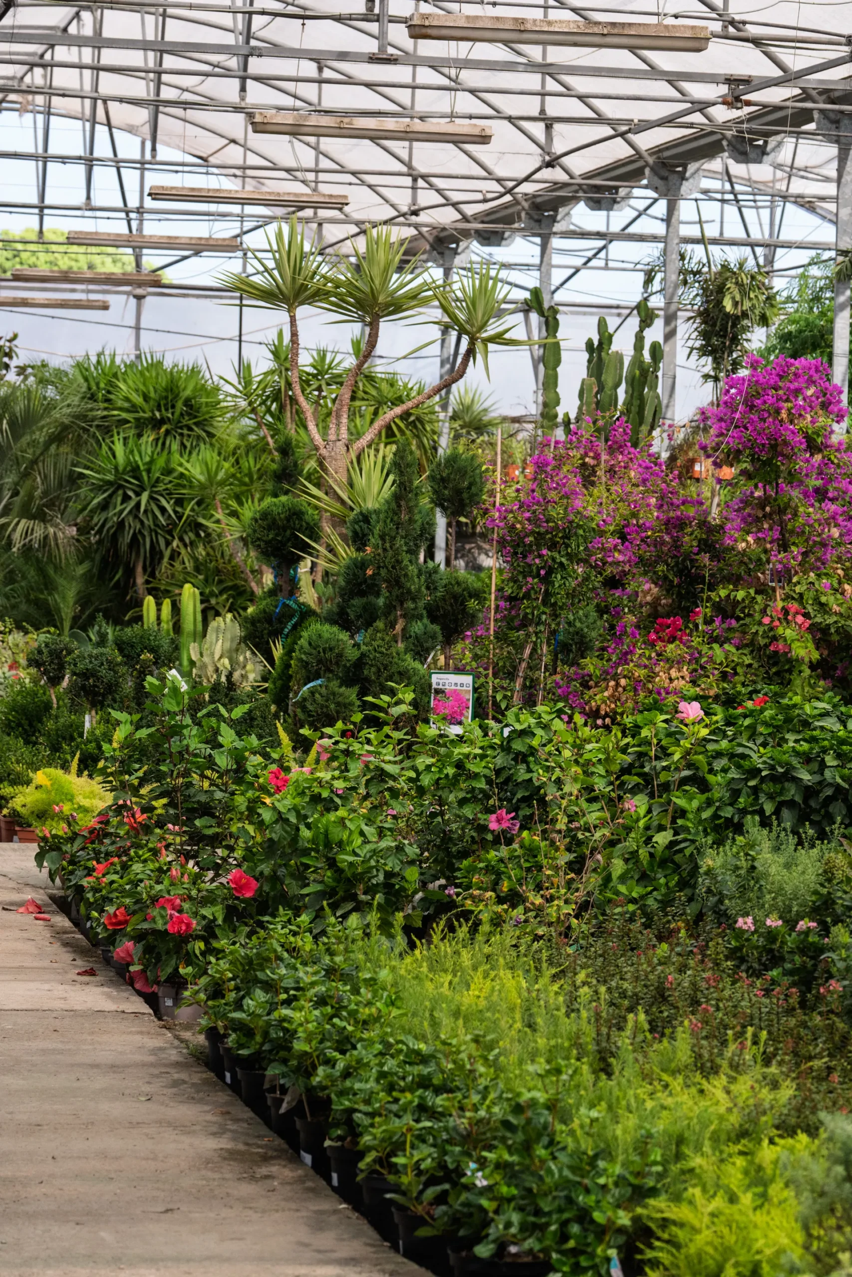 Green Week, Losteflor e as suas ofertas de 24 a 30 de novembro