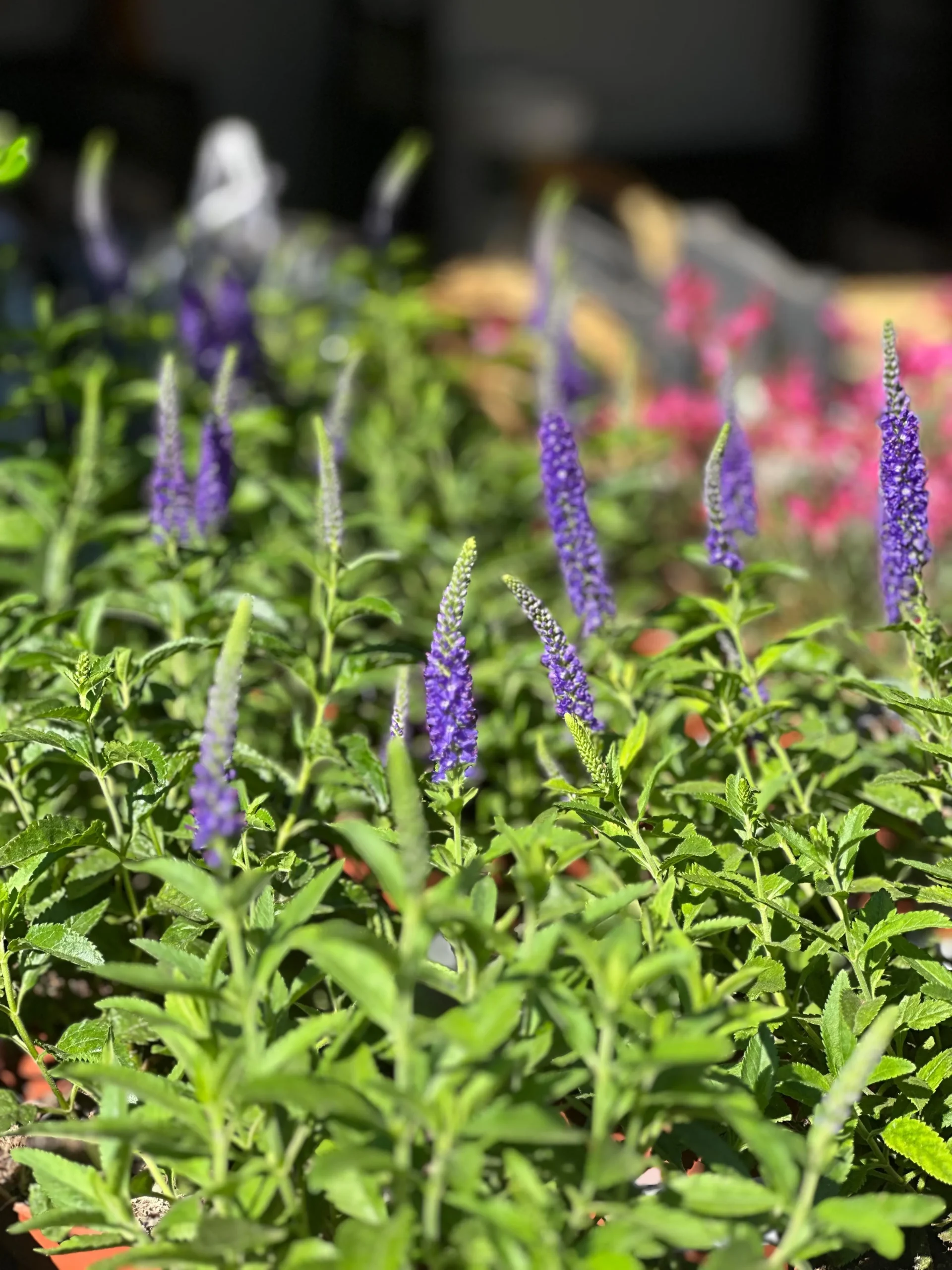 Green Week, Losteflor e as suas ofertas de 24 a 30 de novembro