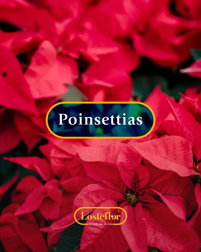 Poinsettia, flor natalina cheia de espírito no nosso viveiro