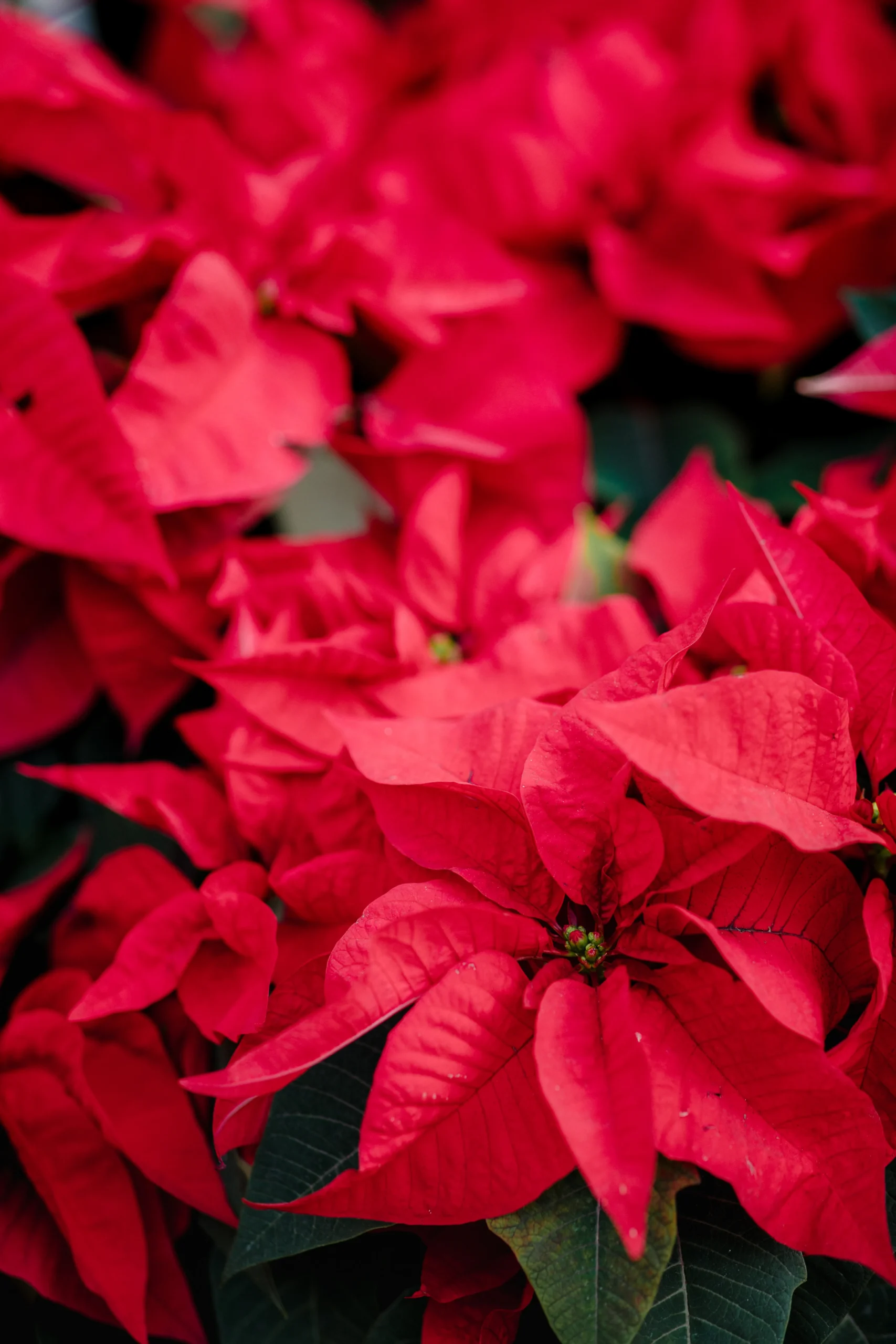Poinsettia, flor natalina cheia de espírito no nosso viveiro
